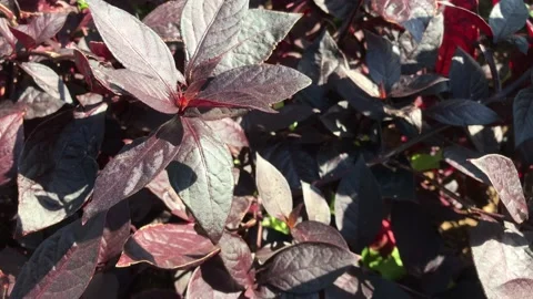 Burgundy flowers Video stock 143116573