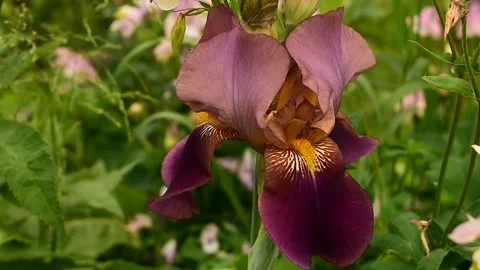 Burgundy iris close up Stock Footage 138418212