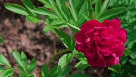 Burgundy peony Video stock 314850796