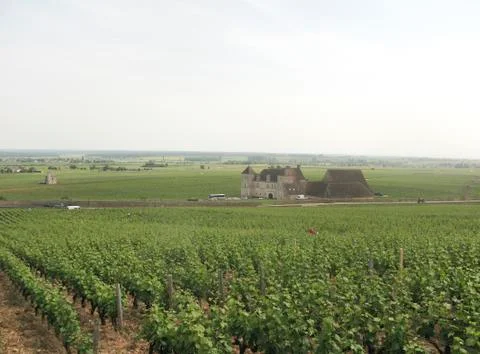 Burgundy Foto stock