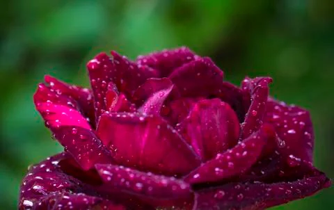 Burgundy Stock Photos