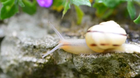 Burgundy snail Stock Footage 46220501