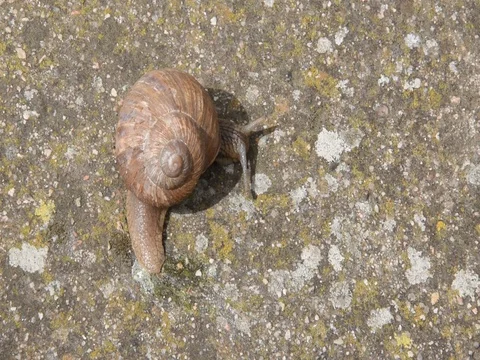 Burgundy snail Stock Footage 73379574