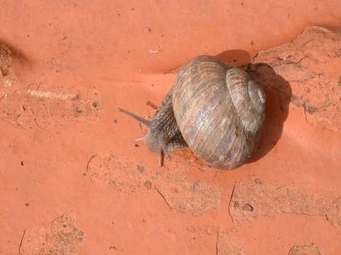 Burgundy snail Stock Footage 73380096