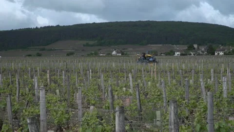 Burgundy Wine Growing Stock Footage 170475923