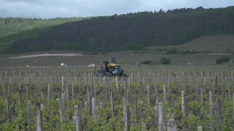 Burgundy Wine Growing Stock Footage 170477629