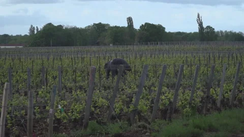 Burgundy Wine Growing Stock Footage 170484267