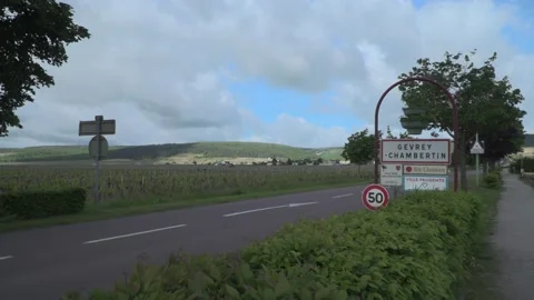 Burgundy Wine Growing Stock Footage 170486517