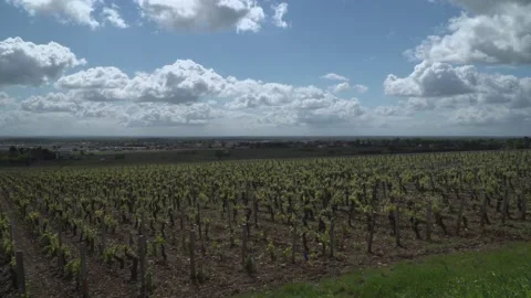 Burgundy Wine Growing Stock Footage 170502694