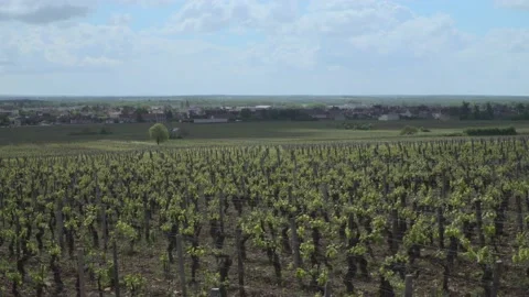 Burgundy Wine Growing Stock Footage 170504502