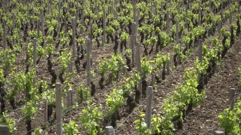 Burgundy Wine Growing Stock Footage 170533751