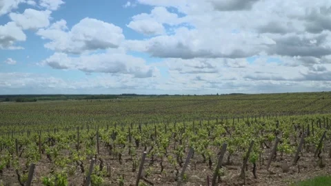 Burgundy Wine Growing Stock Footage 170535443