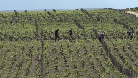 Burgundy Wine Growing Stock Footage 170542049