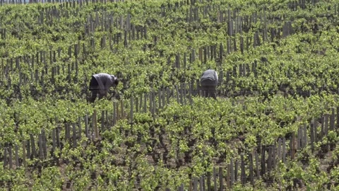 Burgundy Wine Growing Stock Footage 170544960