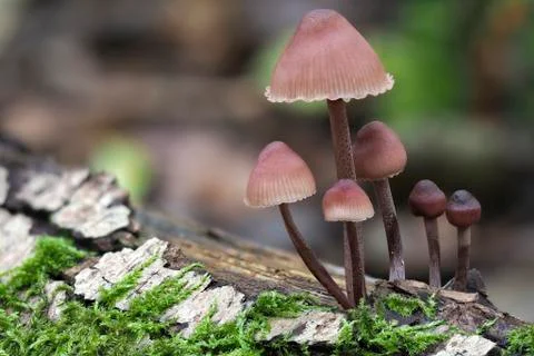 The Burgundydrop Bonnet (Mycena haematopus) is an inedible mushroom Stock Photos
