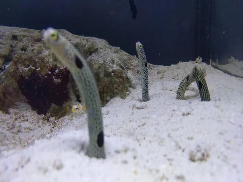 Buried fish Stock Footage 80691345