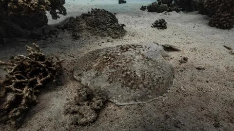 Buried Stingray on Sandy Reef Stock Photos