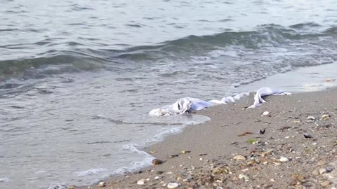 Buried Torn Sack on Beach Stock Footage 297498770