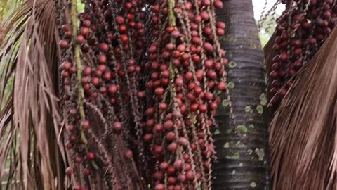 Buriti palm tree in close up Stock Footage 273530449