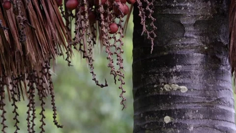 Buriti palm tree in close up Stock Footage 273530702