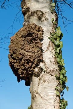 Burl on Birch tree Stock Photos