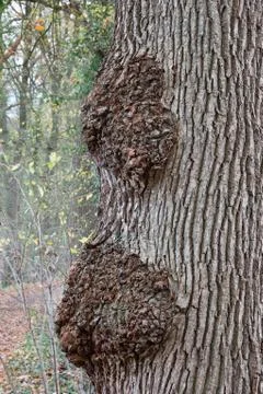 Burl on Common oak Stock Photos