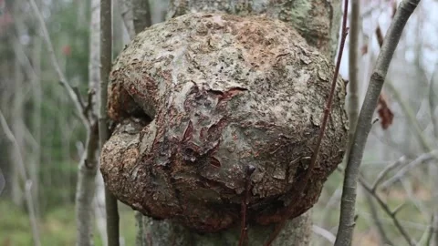 Burl, a large, bizarre, round growth on the trunk Stock Footage 291996786