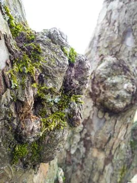 Burl with moss Stock Photos