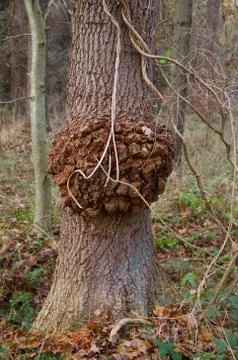 Burl on Oak Stock Photos