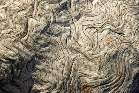 Burl Texture Of Old Log 库存照片