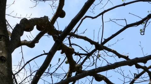 Burl tree growth, knots on tree branches (burls), blue sky and moving cloud Stock-Footage 128774029