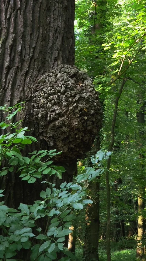 Burl on the trunk of an old tree in the forest Stock Footage 290230108