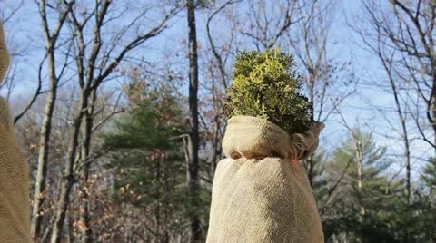 Burlap on Tree Stock Footage 12622382
