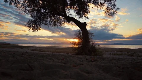 Burlington Lake Champlain Sunset Tree Stock Footage 75964159