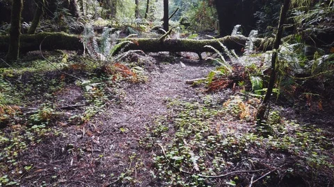 Burlington Trail on Avenue of the Giants Stock Footage