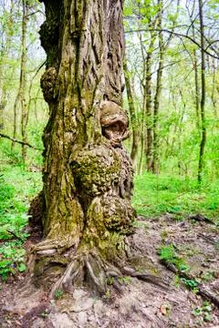 Burls on oak tree trunk in spring day Stock Photos
