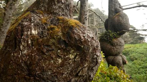 Burls On Spruce Trees 스톡 사진