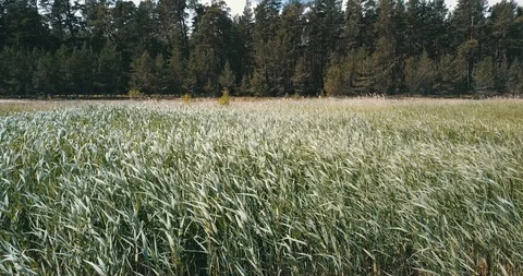 Burlush swing from wind Stock Footage 90758295