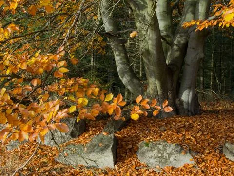 The burly beech tree on the edge of a forest with colored leaves in fall  2 Stock Photos