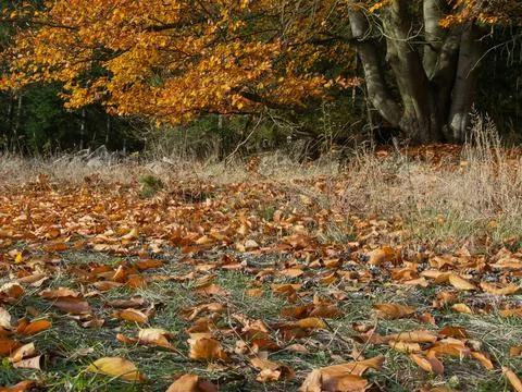 The burly beech tree on the edge of a forest with colored leaves in fall Stock Photos
