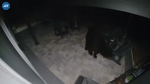 Burly Black Bears Battle On Back Porch, Longwood, Florida, USA - 12 Feb 2025 Stock Footage 301896071