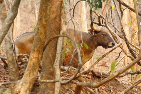 Burma banteng 库存照片