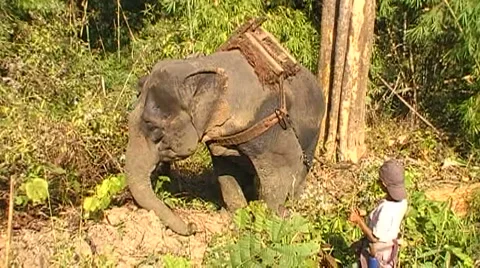 Burma elephants logging Stock Footage 1091174