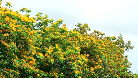 Burma padauk tree yellow flowers bloomin... | Stock Video | Pond5