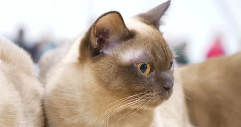 Burmese cat breed of domestic cats, Stock Video Pond5