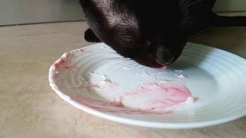 Burmese cat eats ice cream from a plate Stock Footage 87830003