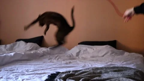 Burmese cat jumping and chasing yarn toy in slow motion Stock Footage 171536099