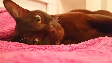 Burmese cat lies on the bed Stock Footage 84094976
