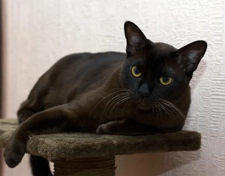 Burmese cat Stock Photos