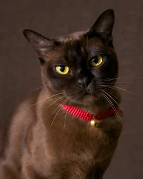 Burmese cat Stock Photos